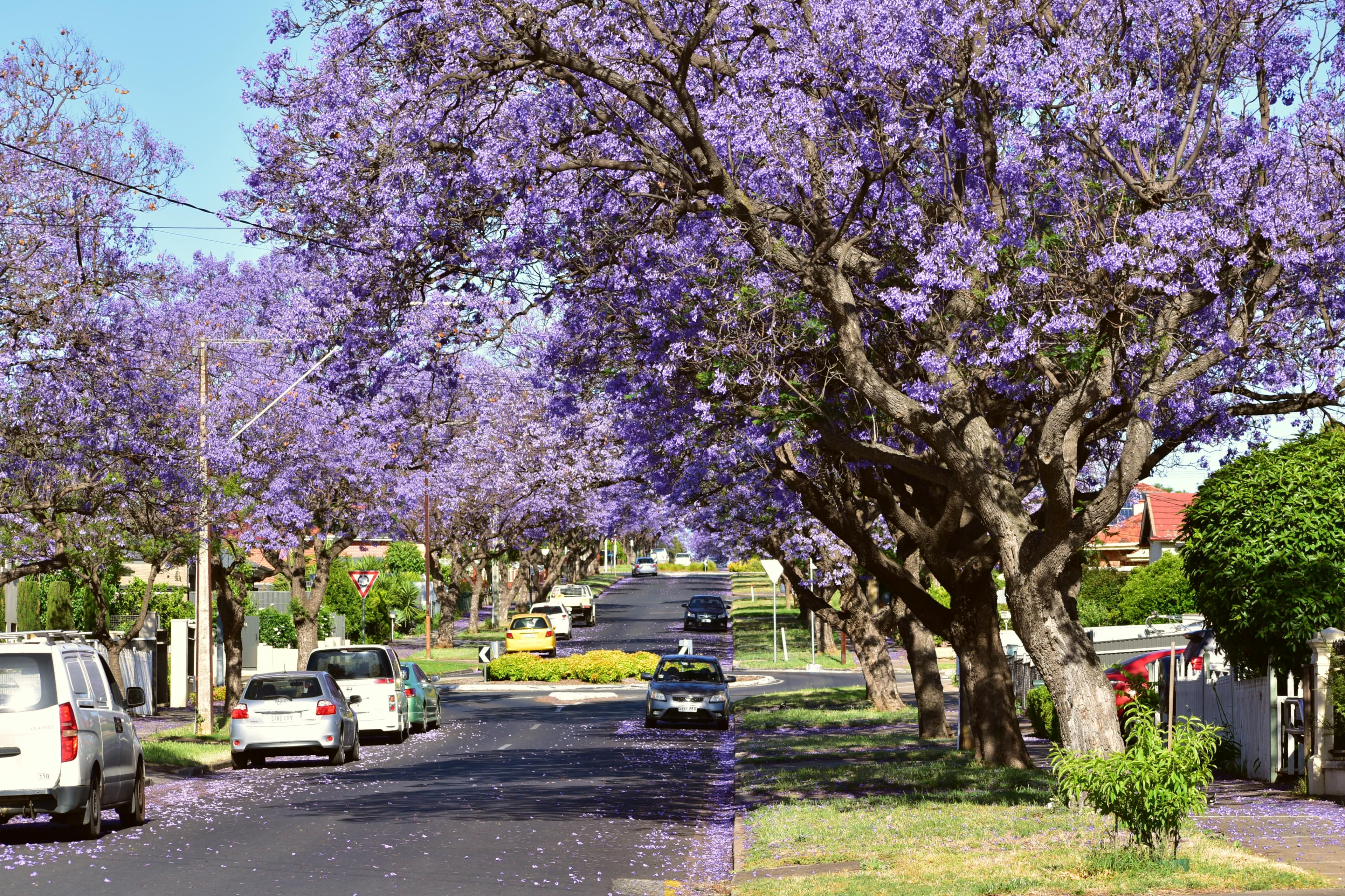 Mastering Life in Australia: Essential Survival & Career Skill 4.0